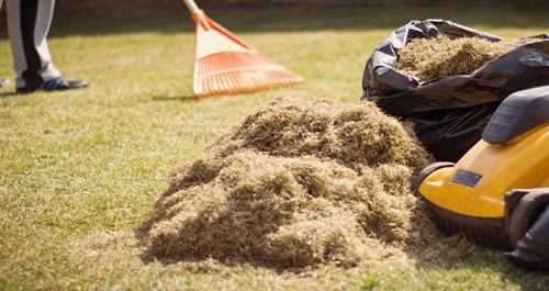 Person raking winter grass into pile