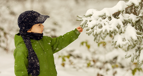 Child touching snow covered spruce tree