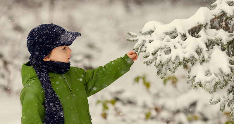 Child touching snow covered spruce tree