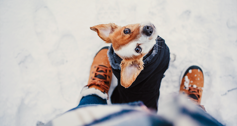 Dog in coat looking up at owner with snow boots on